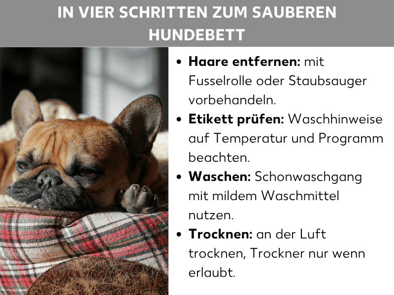 Infografik: In vier Schritten zum sauberen Hundebett: Die Liste umfasst vier Punkte: 1. Haare entfernen: Mit Fusselrolle oder Staubsauger vorbehandeln. 2. Etikett prüfen: Waschhinweise auf Temperatur und Programm beachten. 3. Waschen: Schonwaschgang mit mildem Waschmittel nutzen. 4. Trocknen: An der Luft trocknen, Trockner nur wenn erlaubt. Im Hintergrund liegt eine schläfrige französische Bulldogge auf einem karierten Hundebett.