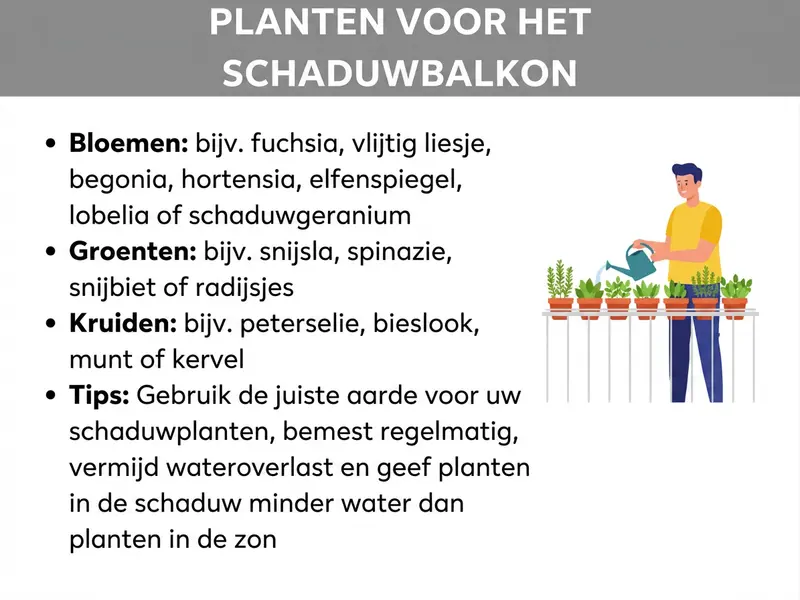 Infographic "Planten voor het schaduwbalkon": overzicht van geschikte bloemen (zoals fuchsia, begonia, hortensia), groenten (zoals pluksla, spinazie, radijs) en kruiden (zoals peterselie, bieslook, munt). Tips over de juiste aarde, regelmatig bemesten, het vermijden van wortelrot en minder gieten in de schaduw. Rechts een illustratie van een persoon die potplanten op een balkonhek water geeft.