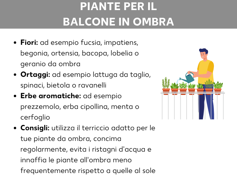 Infografica „Piante per il balcone in ombra“: sono elencati fiori adatti (ad es. fucsia, begonia, ortensia), ortaggi (ad es. lattuga da taglio, spinaci, ravanelli) e erbe aromatiche (ad es. prezzemolo, erba cipollina, menta). I consigli suggeriscono di usare il terriccio giusto, concimare con regolarità, evitare i ristagni d'acqua e innaffiare meno spesso all'ombra. A destra, l'illustrazione di una persona che annaffia piante in vaso sulla ringhiera del balcone.