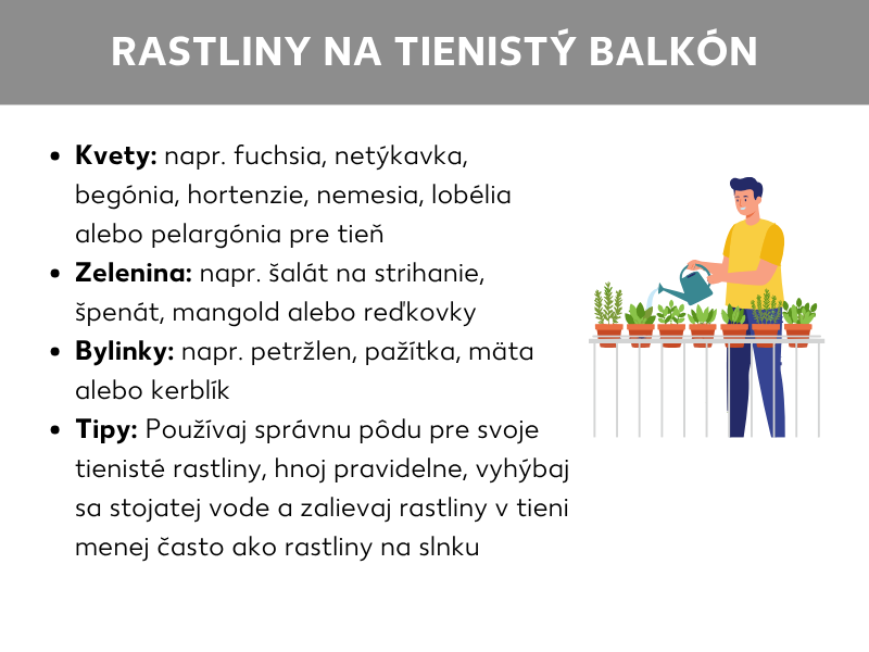 Infografika „Rastliny na tienistý balkón": uvedené sú vhodné kvety (napr. fuchsia, begónia, hortenzia), zelenina (napr. šalát, špenát, reďkovky) a bylinky (napr. petržlen, pažítka, mäta). Tipy odporúčajú vhodnú zeminu, pravidelné hnojenie, zabránenie stojatej vode a menej časté polievanie v tieni. Vpravo ilustrácia osoby, ktorá polieva rastliny v kvetináčoch na balkónovom zábradlí.