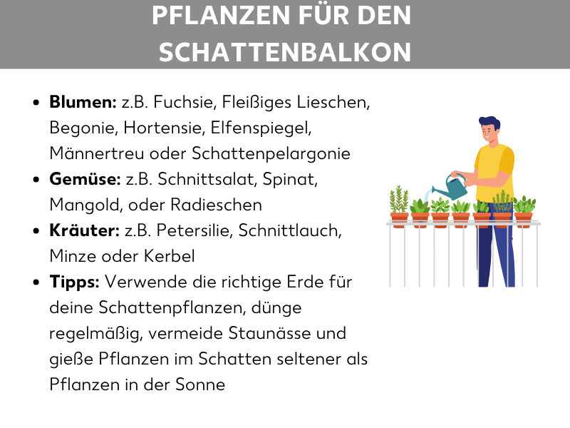 Infografik „Pflanzen für den Schattenbalkon": Aufgelistet sind geeignete Blumen (z. B. Fuchsie, Begonie, Hortensie), Gemüse (z. B. Schnittsalat, Spinat, Radieschen) und Kräuter (z. B. Petersilie, Schnittlauch, Minze). Tipps empfehlen passende Erde, regelmäßiges Düngen, Vermeidung von Staunässe und seltenes Gießen im Schatten. Rechts eine Illustration einer Person, die Topfpflanzen auf einem Balkongeländer gießt.