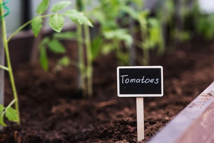Pflanzenschild in der Erde mit der Aufschift Tomatoes