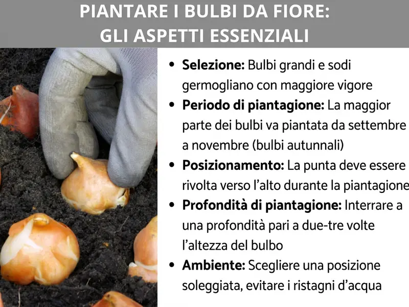 Infografica: una grafica intitolata „Come piantare bulbi da fiore: tutto quello che c’è da sapere“. A sinistra, una foto mostra una mano guantata che inserisce un bulbo nella terra scura, con altri bulbi posati accanto sul terreno. A destra, cinque punti chiave: Selezione – i bulbi grandi e sodi germogliano con più vigore; Periodo di piantagione – la maggior parte dei bulbi si pianta da settembre a novembre (bulbi autunnali); Posizione – la punta deve essere rivolta verso l'alto; Profondità – interrare il bulbo a una profondità pari a due o tre volte la sua altezza; Ambiente – scegliere un punto soleggiato ed evitare i ristagni d'acqua.