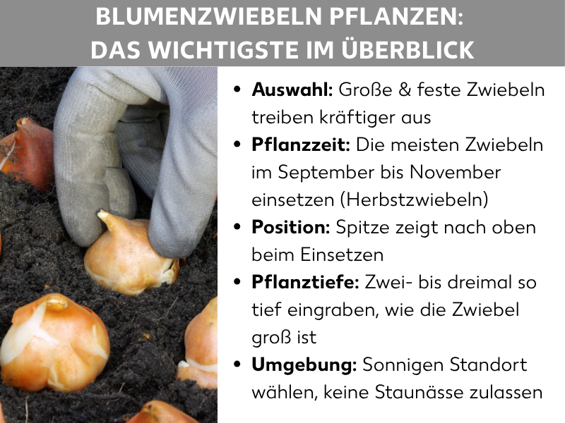 Infografik: Eine Grafik mit dem Titel „Blumenzwiebeln pflanzen: Das Wichtigste im Überblick". Links ist ein Foto zu sehen, das eine behandschuhte Hand zeigt, die eine Blumenzwiebel in dunkle Erde einsetzt; weitere Zwiebeln liegen daneben auf dem Boden. Rechts sind fünf Stichpunkte aufgelistet: Auswahl – große und feste Zwiebeln treiben kräftiger aus; Pflanzzeit – die meisten Zwiebeln von September bis November einsetzen (Herbstzwiebeln); Position – die Spitze zeigt beim Einsetzen nach oben; Pflanztiefe – zwei- bis dreimal so tief eingraben, wie die Zwiebel groß ist; Umgebung – sonnigen Standort wählen und keine Staunässe zulassen.
