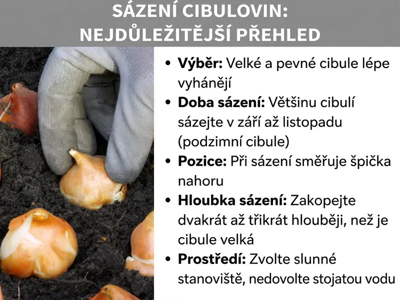 Infografika: Grafika s názvem „Sazení cibulovin: To nejdůležitější v kostce". Vlevo je fotografie zachycující ruku v rukavici, která zasazuje cibulku do tmavé zeminy; vedle ní na zemi leží další cibulky. Vpravo je pět bodů: Výběr – velké a pevné cibulky raší mohutněji; Doba sazení – většinu cibulovin vysazujte od září do listopadu (podzimní cibuloviny); Poloha – při sazení musí špička směřovat nahoru; Hloubka sazení – cibulku zasaďte dvakrát až třikrát hlouběji, než je vysoká; Prostředí – zvolte slunné stanoviště a zabraňte podmáčení.
