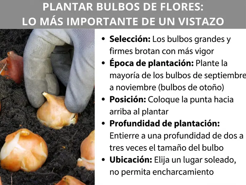 Infografía: gráfico con el título «Plantar bulbos de flores: lo más importante de un vistazo». A la izquierda se muestra una foto con una mano enguantada introduciendo un bulbo en tierra oscura; otros bulbos reposan junto a él en el suelo. A la derecha se enumeran cinco puntos clave: selección – los bulbos grandes y firmes brotan con más fuerza; época de plantación – la mayoría de los bulbos se plantan de septiembre a noviembre (bulbos de otoño); posición – la punta debe apuntar hacia arriba al plantarlos; profundidad – enterrar el bulbo a una profundidad de dos a tres veces su tamaño; entorno – elegir una ubicación soleada y evitar el encharcamiento.
