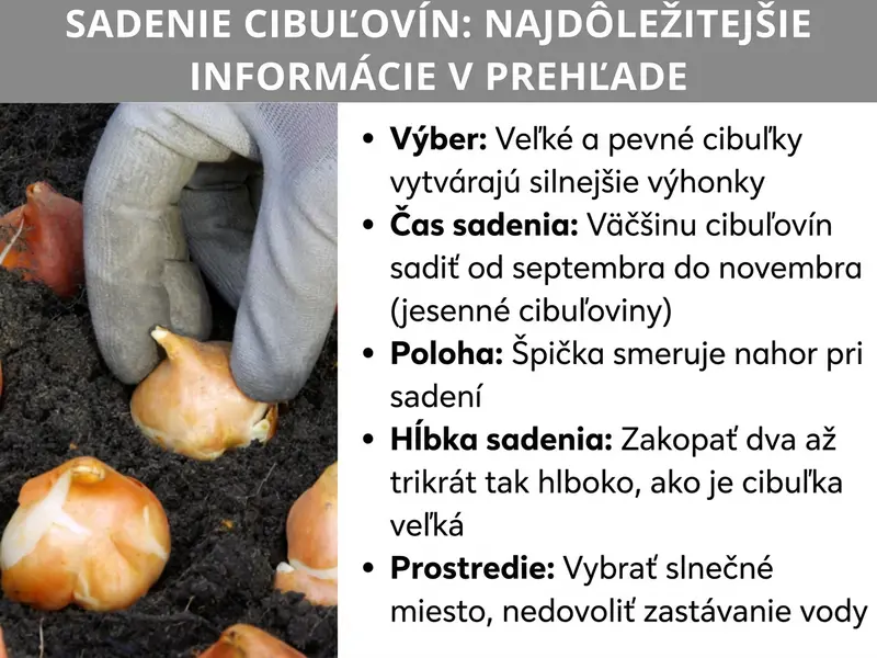 Infografika: Grafika s názvom „Sadenie cibuliek: najdôležitejšie informácie v kocke". Vľavo je fotografia ruky v rukavici, ktorá vkladá cibuľku do tmavej pôdy; vedľa nej ležia na zemi ďalšie cibuľky. Vpravo je päť bodov: Výber – veľké a pevné cibuľky rastú silnejšie; Čas sadenia – väčšinu cibuliek sadíme od septembra do novembra (jesenné cibuľky); Poloha – pri sadení hrot smeruje nahor; Hĺbka sadenia – cibuľku zakopeme dva až trikrát hlbšie, ako je veľká; Prostredie – vyberáme slnečné stanovište a zabránime zamokreniu.