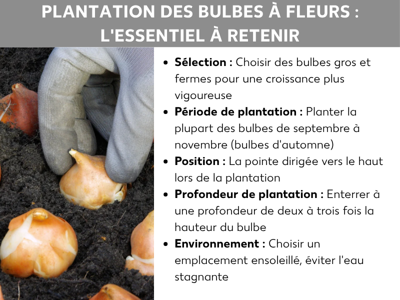 Infographie : une illustration intitulée « Planter des bulbes à fleurs : l'essentiel en un coup d'œil ». À gauche, une photo montre une main gantée en train de placer un bulbe dans de la terre sombre ; d'autres bulbes sont posés à côté, sur le sol. À droite, cinq points clés sont listés : Sélection – les gros bulbes fermes produisent des pousses plus vigoureuses ; Période de plantation – mettre la plupart des bulbes en terre de septembre à novembre (bulbes d'automne) ; Position – la pointe doit être orientée vers le haut ; Profondeur – enterrer le bulbe à deux à trois fois sa hauteur ; Emplacement – choisir un endroit ensoleillé et éviter l'eau stagnante.