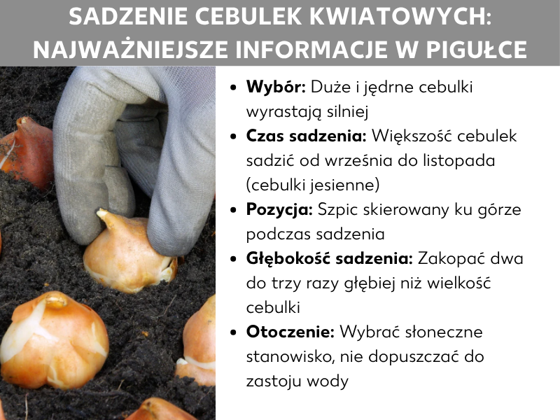 Infografika: Grafika zatytułowana „Sadzenie cebulek kwiatowych: najważniejsze informacje w skrócie". Po lewej stronie widać zdjęcie dłoni w rękawiczce, wkładającej cebulkę do ciemnej ziemi; obok na glebie leżą kolejne cebulki. Po prawej stronie wymieniono pięć punktów: Wybór – duże i jędrne cebulki wyrastają mocniej; Czas sadzenia – większość cebulek sadzi się od września do listopada (cebulki jesienne); Pozycja – szpiczasty koniec powinien być skierowany do góry; Głębokość – cebulkę zakopujemy dwa do trzech razy głębiej niż wynosi jej wysokość; Otoczenie – wybierz słoneczne stanowisko i nie dopuszczaj do zastoin wody.