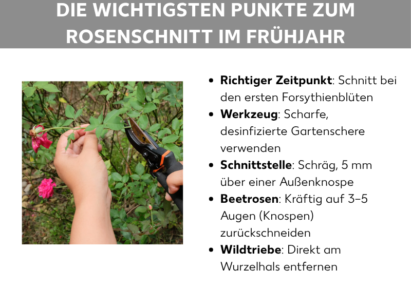 Infografik „Die wichtigsten Punkte zum Rosenschnitt im Frühjahr": Links ein Foto zweier Hände, die mit einer Gartenschere einen Rosentrieb schneiden, im Hintergrund rosa Rosen. Rechts eine Aufzählung mit fünf Punkten: Richtiger Zeitpunkt (bei den ersten Forsythienblüten), Werkzeug (scharfe, desinfizierte Gartenschere), Schnittstelle (schräg, 5 mm über einer Außenknospe), Beetrosen (kräftig auf 3–5 Augen zurückschneiden), Wildtriebe (direkt am Wurzelhals entfernen).