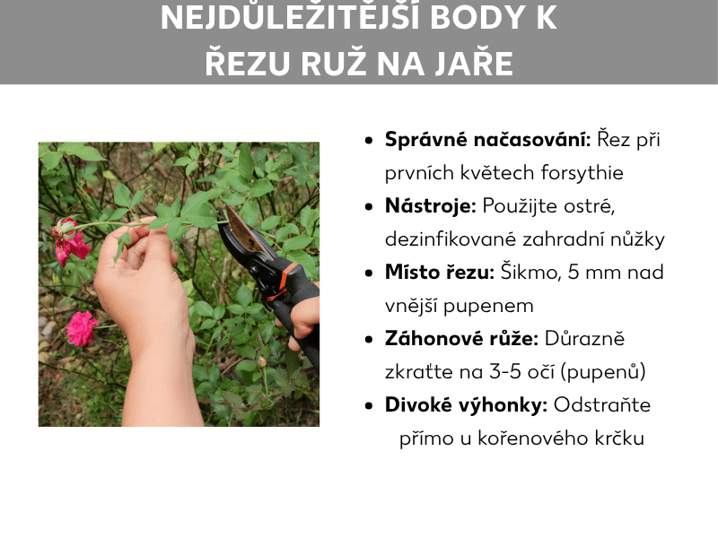Infografika „Nejdůležitější zásady stříhání růží na jaře": Vlevo fotografie dvou rukou, které zahradními nůžkami stříhají výhon růže, v pozadí růžové růže. Vpravo výčet pěti bodů: Správný čas (při prvním květu zlatého deště), Nářadí (ostré, dezinfikované zahradní nůžky), Řez (šikmo, 5 mm nad pupenem směřujícím ven), Záhonové růže (výrazně zkrátit na 3–5 oček), Plané výhony (odstranit přímo u kořenového krčku).