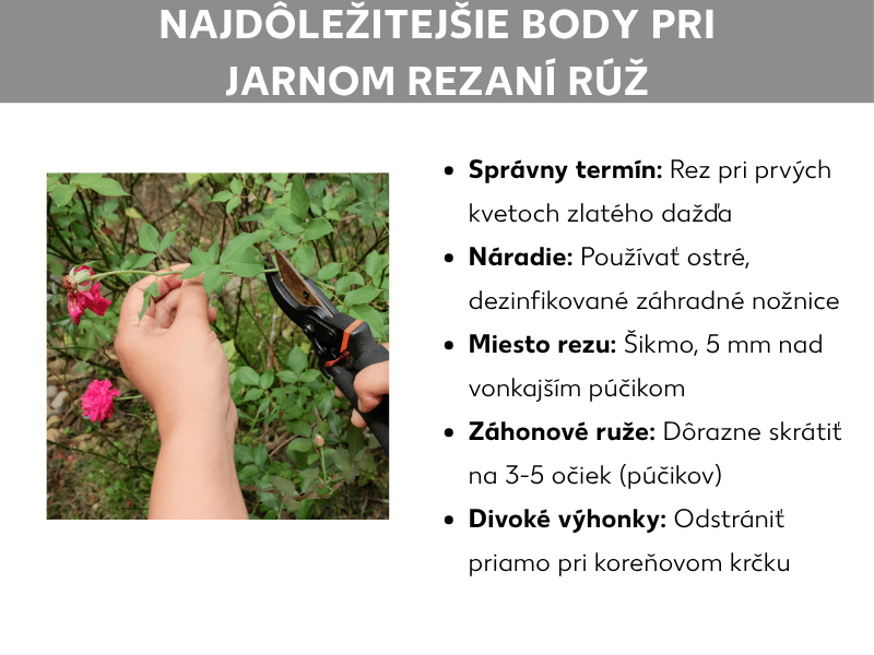 Infografika „Najdôležitejšie zásady rezu ruží na jar": Vľavo fotografia dvoch rúk, ktoré záhradnými nožnicami strihajú ružový výhonok, v pozadí ružové ruže. Vpravo zoznam s piatimi bodmi: Správny čas (pri prvom kvitnutí zlatého dažďa), Náradie (ostré, dezinfikované záhradné nožnice), Miesto rezu (šikmo, 5 mm nad vonkajším púčikom), Záhonové ruže (výrazne strihať na 3 – 5 očiek), Plané výhonky (odstrániť priamo pri koreňovom krčku).
