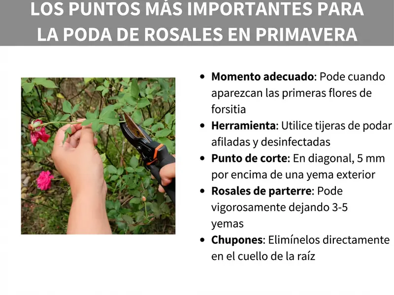 Infografía «Los puntos clave de la poda de rosales en primavera»: a la izquierda, una foto de dos manos podando un brote de rosal con una tijera de podar, con rosas de color rosa al fondo. A la derecha, una lista con cinco puntos: momento adecuado (con las primeras flores de forsitia), herramienta (tijera de podar afilada y desinfectada), punto de corte (en diagonal, 5 mm por encima de una yema orientada hacia fuera), rosales de arriate (poda intensa a 3-5 yemas) y chupones silvestres (eliminar directamente desde el cuello de la raíz).