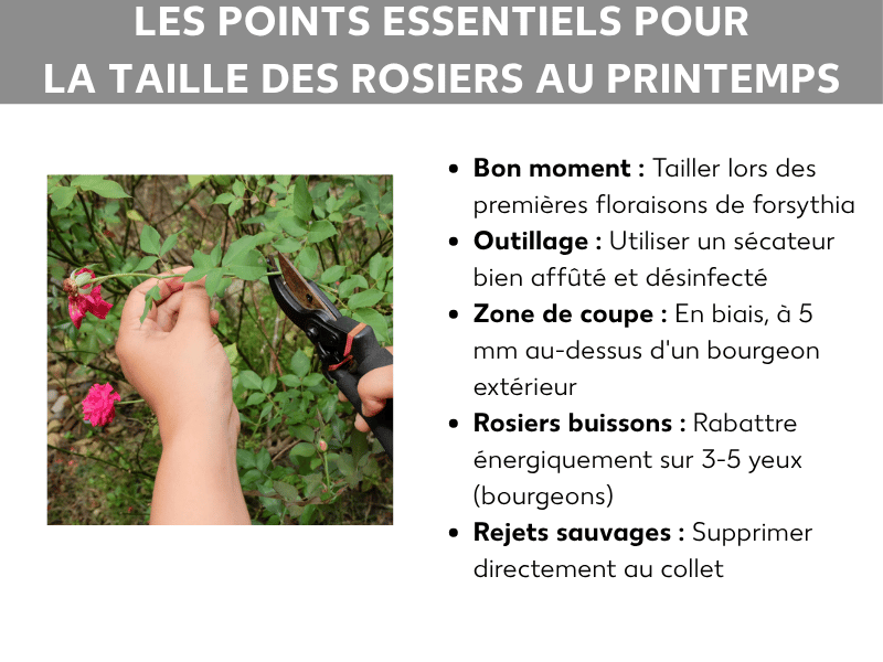 Infographie « Les points essentiels de la taille des rosiers au printemps » : à gauche, une photo de deux mains taillant une tige de rosier avec un sécateur, avec des roses en arrière-plan. À droite, une liste de cinq points : moment idéal (dès la floraison des forsythias), outil (sécateur affûté et désinfecté), point de coupe (en biais, 5 mm au-dessus d'un bourgeon tourné vers l'extérieur), rosiers à massif (tailler court sur 3 à 5 yeux), gourmands (à supprimer au ras du collet).