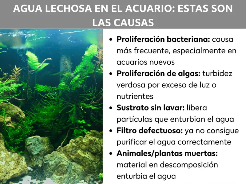 Infografía: Agua turbia en el acuario: estas son las causas. La lista incluye cinco puntos: 1. Proliferación bacteriana: causa más frecuente, sobre todo en acuarios nuevos. 2. Proliferación de algas: turbidez verdosa por exceso de luz o nutrientes. 3. Sustrato sin enjuagar: libera partículas turbias al agua. 4. Filtro defectuoso: ya no consigue depurar el agua. 5. Animales o plantas muertos: el material en descomposición enturbia el agua.