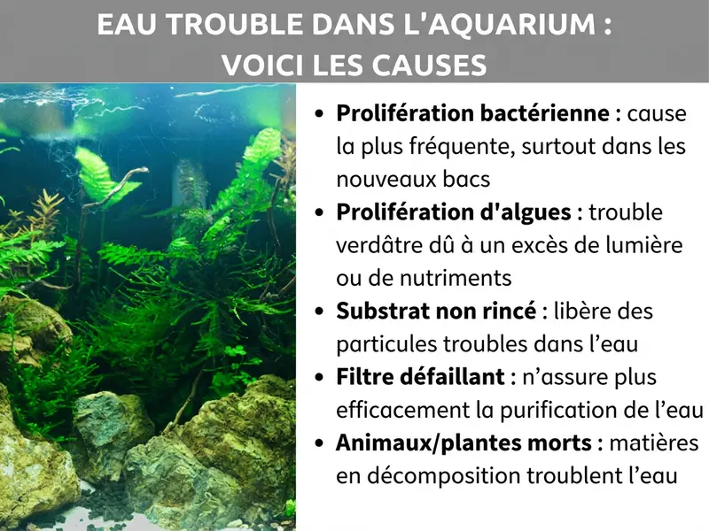 Infographie : eau trouble dans l’aquarium – les causes. La liste comprend cinq points : 1. Prolifération bactérienne : cause la plus fréquente, surtout dans les bacs neufs. 2. Prolifération d’algues : trouble verdâtre dû à un excès de lumière ou de nutriments. 3. Substrat non rincé : libère des particules dans l’eau. 4. Filtre défaillant : ne parvient plus à assurer la filtration. 5. Animaux ou plantes morts : la matière en décomposition trouble l’eau.