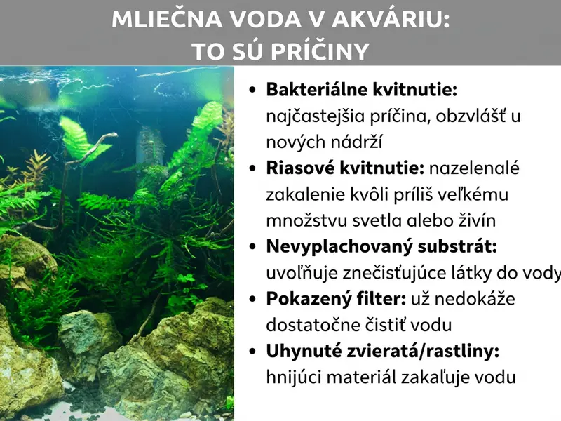 Infografika: Mliečna voda v akváriu – toto sú príčiny. Zoznam obsahuje päť bodov: 1. Bakteriálny zákal: najčastejšia príčina, najmä pri nových nádržiach. 2. Rozmnoženie rias: zelenkavý zákal spôsobený nadmerným svetlom alebo živinami. 3. Neoplachnutý substrát: uvoľňuje do vody zákalotvorné častice. 4. Pokazený filter: nestíha čistiť vodu. 5. Uhynuté zvieratá/rastliny: rozkladajúci sa materiál zakaľuje vodu.