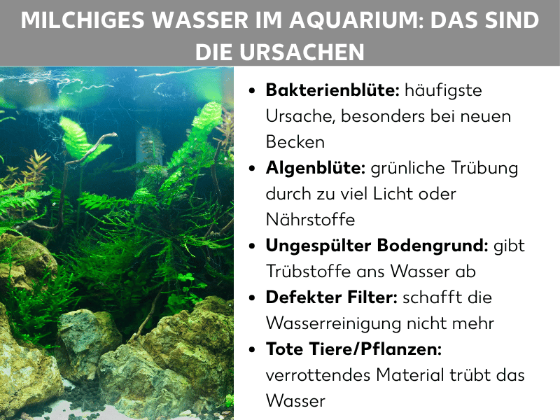 Infografik: Milchiges Wasser im Aquarium – das sind die Ursachen. Die Liste umfasst fünf Punkte: 1. Bakterienblüte: häufigste Ursache, besonders bei neuen Becken. 2. Algenblüte: grünliche Trübung durch zu viel Licht oder Nährstoffe. 3. Ungespülter Bodengrund: gibt Trübstoffe ans Wasser ab. 4. Defekter Filter: schafft die Wasserreinigung nicht mehr. 5. Tote Tiere/Pflanzen: verrottendes Material trübt das Wasser.