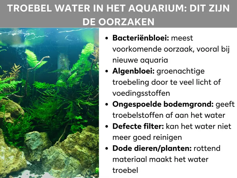 Infographic: melkachtig water in het aquarium - dit zijn de oorzaken. De lijst bevat vijf punten: 1. Bacteriebloei: meestvoorkomende oorzaak, vooral bij nieuwe bakken. 2. Algenbloei: groenachtige troebeling door te veel licht of voedingsstoffen. 3. Ongespoelde bodemgrond: geeft troebelstoffen af aan het water. 4. Defect filter: kan het water niet meer voldoende reinigen. 5. Dode dieren/planten: rottend materiaal maakt het water troebel.