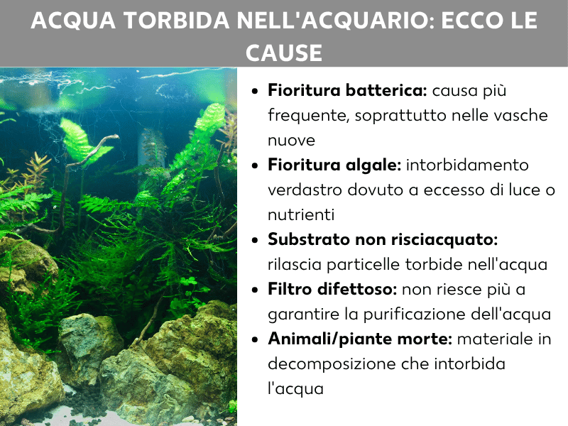 Infografica: acqua torbida nell'acquario – ecco le cause. L'elenco comprende cinque punti: 1. Proliferazione batterica: la causa più comune, soprattutto nelle vasche nuove. 2. Fioritura algale: torbidità verdastra dovuta a troppa luce o nutrienti. 3. Fondo non risciacquato: rilascia particelle torbide nell'acqua. 4. Filtro difettoso: non riesce più a depurare l'acqua. 5. Animali o piante morte: il materiale in decomposizione intorbidisce l'acqua.