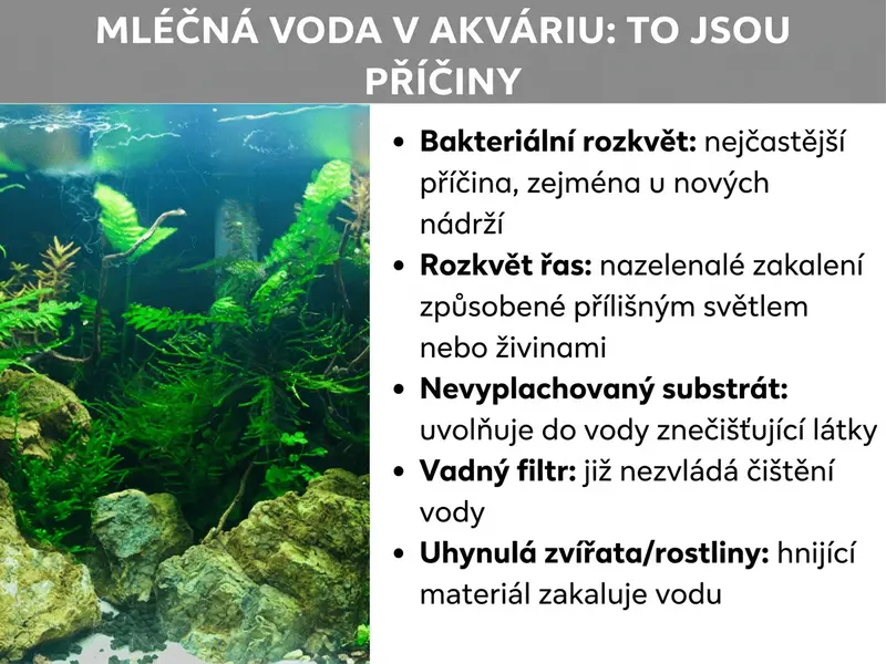 Infografika: Zakalená voda v akváriu – příčiny. Seznam obsahuje pět bodů: 1. Bakteriální zákal: nejčastější příčina, zejména u nových nádrží. 2. Přemnožení řas: zelenavý zákal způsobený nadbytkem světla nebo živin. 3. Nevypláchnutý substrát: uvolňuje do vody kaly. 4. Vadný filtr: nestíhá vodu dostatečně čistit. 5. Uhynulí živočichové a rostliny: rozkládající se materiál zakaluje vodu.