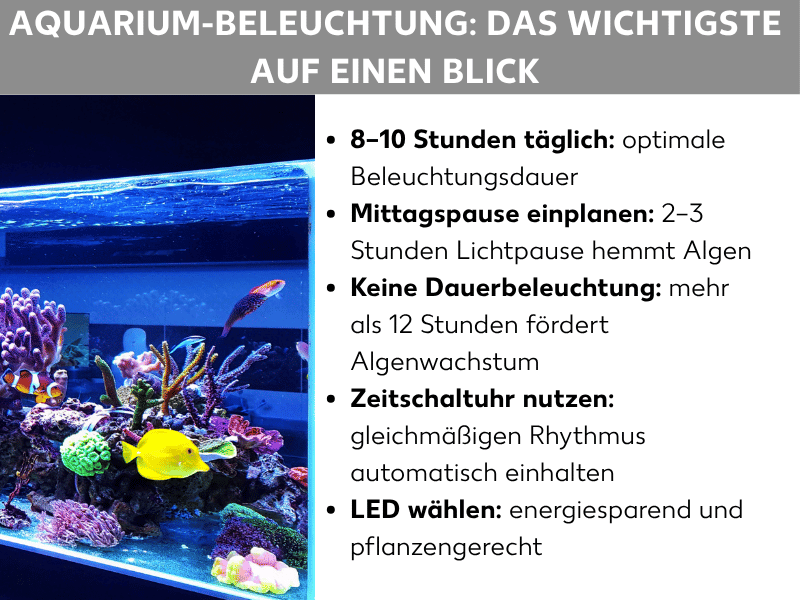 Infografik: Aquarium-Beleuchtung: Das Wichtigste auf einen Blick. Die Grafik zeigt links ein beleuchtetes Meerwasseraquarium mit bunten Korallen, einem gelben Fisch und weiteren Meeresbewohnern unter blauem LED-Licht. Rechts daneben eine Liste mit fünf Punkten: 1. 8–10 Stunden täglich: optimale Beleuchtungsdauer. 2. Mittagspause einplanen: 2–3 Stunden Lichtpause hemmt Algen. 3. Keine Dauerbeleuchtung: mehr als 12 Stunden fördert Algenwachstum. 4. Zeitschaltuhr nutzen: gleichmäßigen Rhythmus automatisch einhalten. 5. LED wählen: energiesparend und pflanzengerecht.