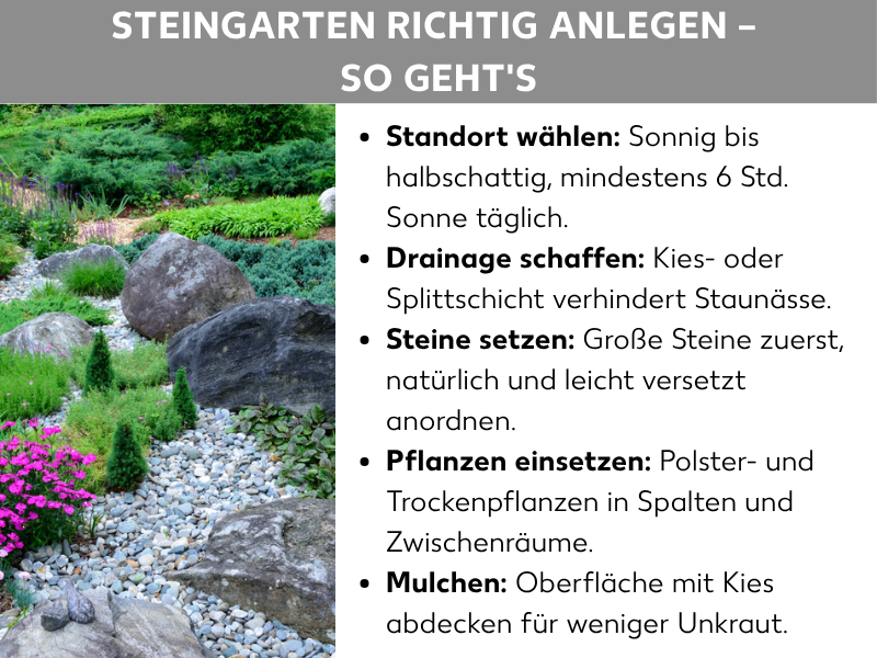 Infografik: Eine Anleitung zum Anlegen eines Steingartens mit dem Titel „Steingarten richtig anlegen – So geht's". Links ist ein Foto eines üppig bepflanzten Steingartens mit großen Felsbrocken, Kies, immergrünen Pflanzen und pink blühenden Bodendecker-Pflanzen zu sehen. Rechts sind fünf Schritte aufgelistet: 1. Standort wählen – sonnig bis halbschattig, mindestens 6 Stunden Sonne täglich. 2. Drainage schaffen – eine Kies- oder Splittschicht verhindert Staunässe. 3. Steine setzen – große Steine zuerst, natürlich und leicht versetzt anordnen. 4. Pflanzen einsetzen – Polster- und Trockenpflanzen in Spalten und Zwischenräume setzen. 5. Mulchen – die Oberfläche mit Kies abdecken, um Unkraut zu reduzieren.