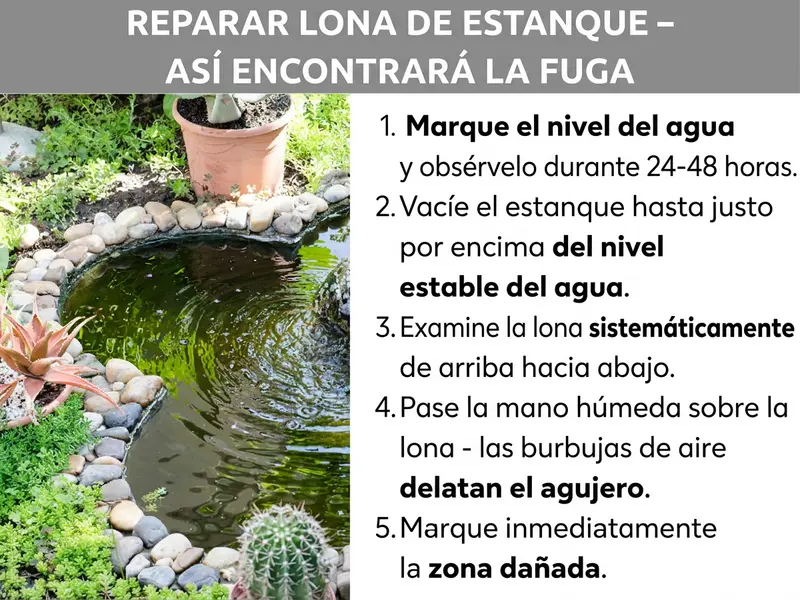 Infografía: reparar lámina para estanque – Así encuentras la fuga: a la izquierda, una foto de un estanque de jardín redondo con bordura de piedra y plantas alrededor. A la derecha, una lista numerada con cinco puntos: 1. Marcar el nivel de agua y observar durante 24-48 horas. 2. Vaciar el estanque con una bomba hasta justo por encima del nivel estable. 3. Revisar la lámina de forma sistemática de arriba abajo. 4. Pasar la mano húmeda por la lámina: las burbujas de aire delatan el agujero. 5. Marcar la zona dañada de inmediato.