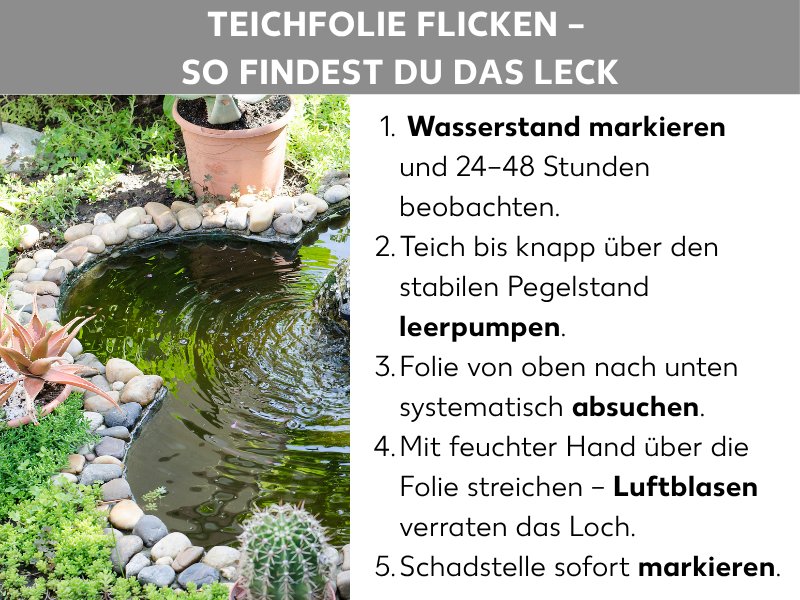 Infografik: Teichfolie flicken – So findest du das Leck: Links ein Foto eines runden Gartenteichs mit Steineinfassung und umgebenden Pflanzen. Rechts eine nummerierte Liste mit fünf Punkten: 1. Wasserstand markieren und 24–48 Stunden beobachten. 2. Teich bis knapp über den stabilen Pegelstand leerpumpen. 3. Folie von oben nach unten systematisch absuchen. 4. Mit feuchter Hand über die Folie streichen – Luftblasen verraten das Loch. 5. Schadstelle sofort markieren.