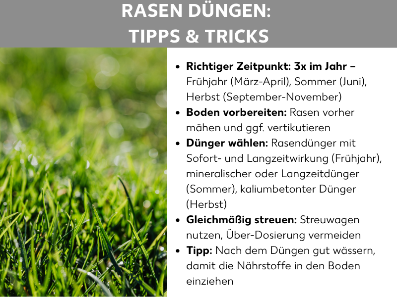 Infografik „Rasen düngen: Tipps & Tricks" mit fünf Stichpunkten auf weißem Hintergrund neben einem Foto von saftig grünem Gras. Die Tipps umfassen den richtigen Zeitpunkt (3x im Jahr: Frühjahr, Sommer, Herbst), Bodenvorbereitung durch Mähen und Vertikutieren, die Wahl des passenden Düngers je nach Saison, gleichmäßiges Streuen mit einem Streuwagen sowie den Hinweis, nach dem Düngen ausreichend zu wässern.