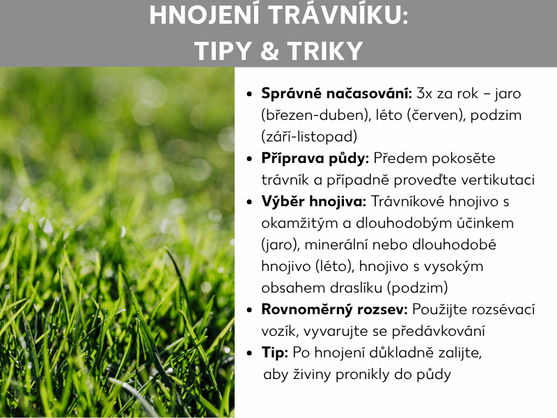 Infografika „Hnojení trávníku: Tipy a triky" s pěti body na bílém pozadí vedle fotografie sytě zeleného trávníku. Tipy zahrnují správné načasování (3× ročně: jaro, léto, podzim), přípravu půdy sekáním a vertikutací, volbu vhodného hnojiva podle sezóny, rovnoměrné rozmetání rozmetadlem a doporučení trávník po hnojení dostatečně zalít.