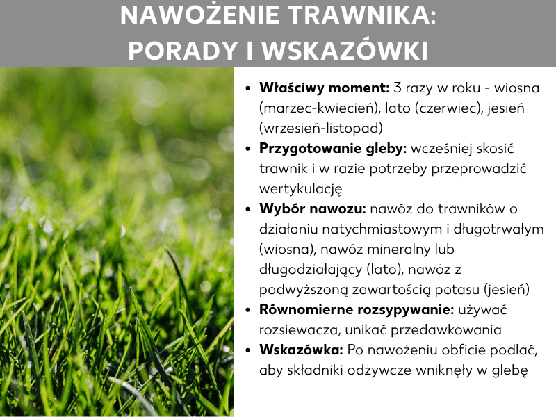 Infografika „Nawożenie trawnika: porady i wskazówki" z pięcioma punktami na białym tle obok zdjęcia soczystej zielonej trawy. Porady obejmują odpowiedni czas (3 razy w roku: wiosna, lato, jesień), przygotowanie gleby przez koszenie i wertykulację, dobór nawozu do pory roku, równomierne rozsypywanie za pomocą rozsiewacza oraz podlewanie po nawożeniu.