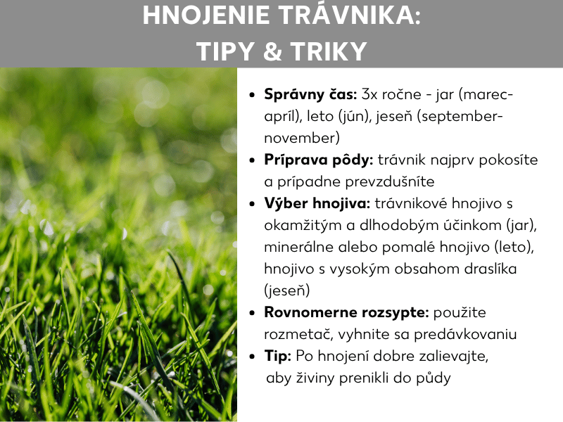 Infografika „Hnojenie trávnika: tipy a triky" s piatimi bodmi na bielom pozadí vedľa fotografie sviežeho zeleného trávnika. Tipy zahŕňajú správny čas (3-krát ročne: jar, leto, jeseň), prípravu pôdy kosením a prevzdušňovaním, výber vhodného hnojiva podľa sezóny, rovnomerné rozptyľovanie rozmetadlom a odporúčanie dôkladne polievať po hnojení.