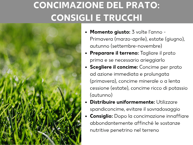 Infografica „Concimare il prato: consigli e trucchi“ con cinque punti chiave su sfondo bianco accanto a una foto di erba verde e rigogliosa. I consigli includono il momento giusto (3 volte l'anno: primavera, estate, autunno), la preparazione del terreno con taglio e arieggiatura, la scelta del concime adatto alla stagione, la distribuzione uniforme con un carrello spandiconcime e il consiglio di annaffiare abbondantemente dopo la concimazione.