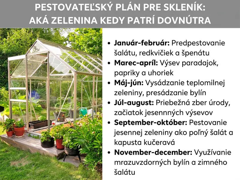 Infografika: Pestovateľský plán pre skleník – aká zelenina sa hodí a kedy. Vľavo na grafike je fotografia skleníka v záhrade obklopeného kvetináčovými rastlinami. Vpravo je zoznam so šiestimi bodmi: 1. Január – február: predpestovanie šalátu, reďkoviek a špenátu. 2. Marec – apríl: výsev paradajok, paprík a uhoriek. 3. Máj – jún: vysádzanie teplomilnej zeleniny, nasťahovanie byliniek. 4. Júl – august: priebežný zber, začiatok dosievania na jeseň. 5. September – október: pestovanie jesennej zeleniny, napr. valeriánky a kelu. 6. November – december: využitie mrazuvzdorných byliniek a zimných šalátov.