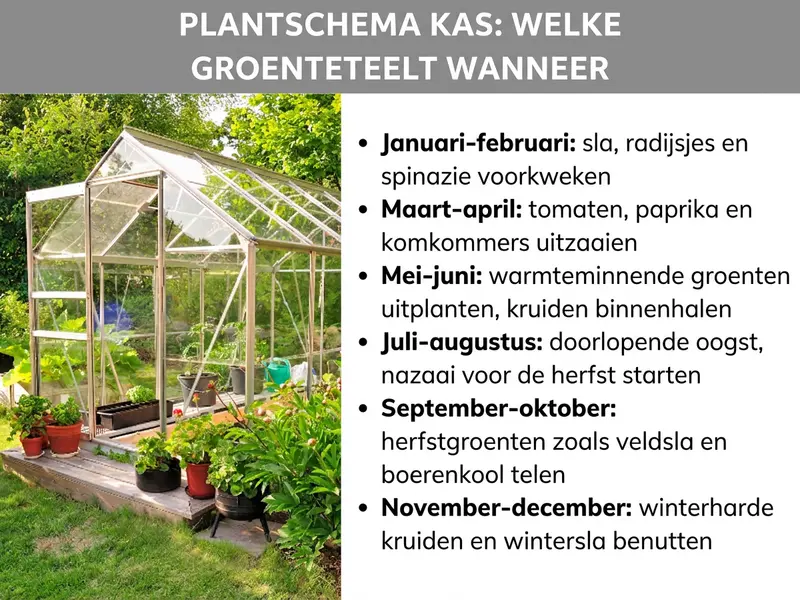 Infographic: Plantenplan kas – welke groente past wanneer. De afbeelding toont links een foto van een kas in de tuin, omgeven door potplanten. Rechts een lijst met zes punten: 1. Januari-februari: sla, radijzen en spinazie voorzaaien. 2. Maart-april: tomaten, paprika en komkommers zaaien. 3. Mei-juni: warmteminnende groente uitplanten, kruiden planten. 4. Juli-augustus: doorlopende oogst, nazaaien voor de herfst starten. 5. September-oktober: herfstgroente zoals veldsla en boerenkool kweken. 6. November-december: winterharde kruiden en wintersla benutten.