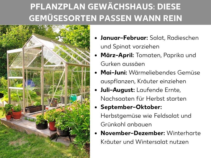 Infografik: Pflanzplan Gewächshaus – Diese Gemüsesorten passen wann rein. Die Grafik zeigt links ein Foto eines Gewächshauses im Garten, umgeben von Topfpflanzen. Rechts eine Liste mit sechs Punkten: 1. Januar–Februar: Salat, Radieschen und Spinat vorziehen. 2. März–April: Tomaten, Paprika und Gurken aussäen. 3. Mai–Juni: Wärmeliebendes Gemüse auspflanzen, Kräuter einziehen. 4. Juli–August: Laufende Ernte, Nachsaaten für Herbst starten. 5. September–Oktober: Herbstgemüse wie Feldsalat und Grünkohl anbauen. 6. November–Dezember: Winterharte Kräuter und Wintersalat nutzen.
