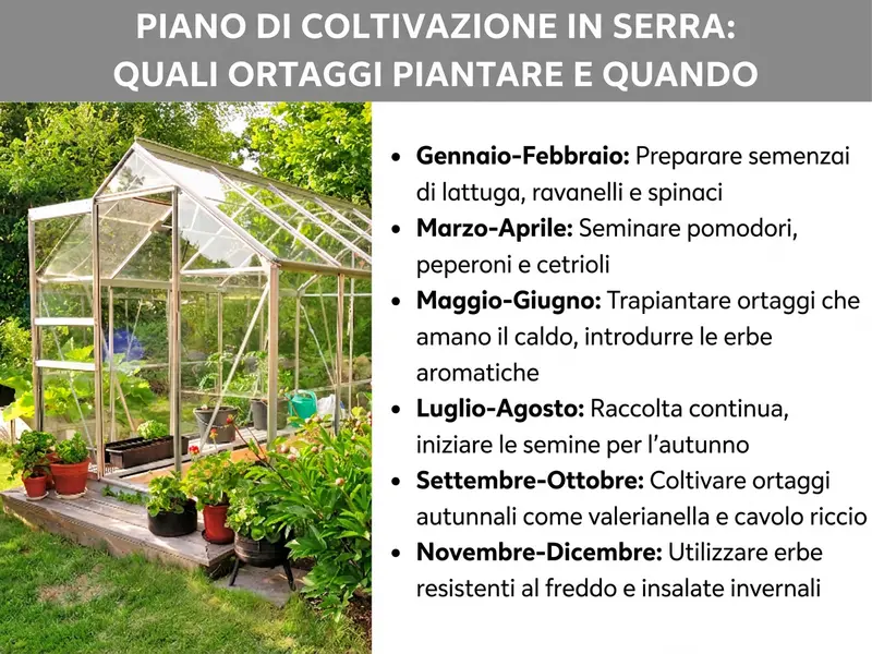 Infografica: piano di coltivazione per la serra – quali ortaggi piantare e quando. A sinistra, una foto di una serra in giardino circondata da piante in vaso. A destra, un elenco con sei punti: 1. Gennaio–febbraio: preparare lattuga, ravanelli e spinaci. 2. Marzo–aprile: seminare pomodori, peperoni e cetrioli. 3. Maggio–giugno: trapiantare gli ortaggi che amano il caldo e aggiungere le erbe aromatiche. 4. Luglio–agosto: raccolta continua e nuove semine per l'autunno. 5. Settembre–ottobre: coltivare ortaggi autunnali come valerianella e cavolo riccio. 6. Novembre–dicembre: sfruttare erbe aromatiche resistenti al freddo e insalate invernali.