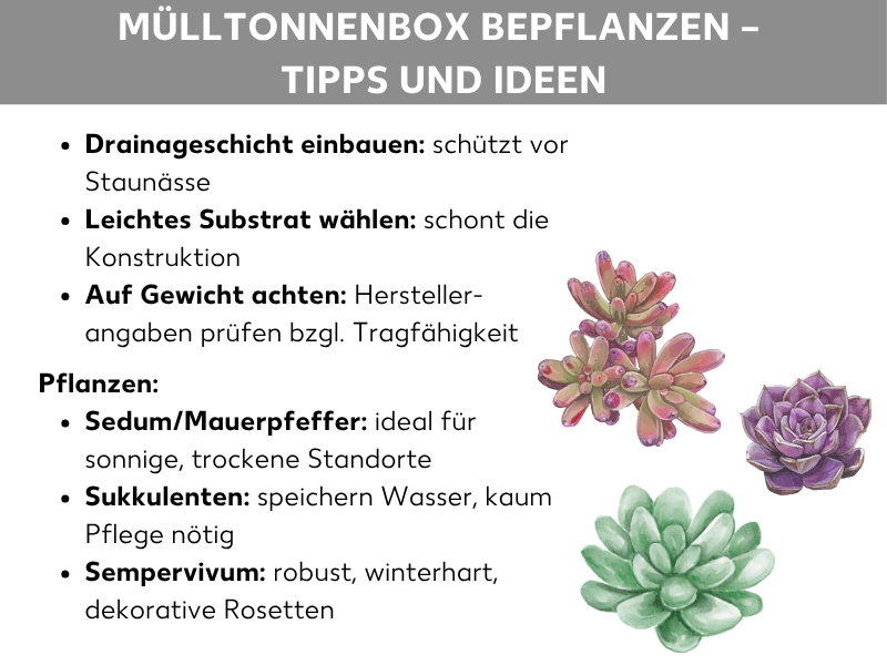 Infografik: Mülltonnenbox bepflanzen – Tipps und Ideen. Die Grafik listet auf weißem Hintergrund praktische Hinweise zur Bepflanzung einer Mülltonnenbox. Unter dem grau hinterlegten Titel werden zunächst drei allgemeine Tipps genannt: Eine Drainageschicht einbauen (schützt vor Staunässe), leichtes Substrat wählen (schont die Konstruktion) sowie auf das Gewicht achten und Herstellerangaben zur Tragfähigkeit prüfen. Im Abschnitt „Pflanzen" werden drei geeignete Pflanzenarten empfohlen: Sedum/Mauerpfeffer (ideal für sonnige, trockene Standorte), Sukkulenten (speichern Wasser, kaum Pflege nötig) und Sempervivum (robust, winterhart, dekorative Rosetten). Rechts neben dem Text sind aquarellierte Illustrationen von drei Sukkulenten zu sehen: zwei kleinere rötlich-grüne Rosetten oben und eine größere grüne Rosette unten.