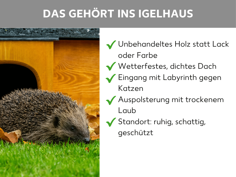 Infografik: Das gehört ins Igelhaus: Die Liste umfasst fünf Punkte: 1. Unbehandeltes Holz statt Lack oder Farbe. 2. Wetterfestes, dichtes Dach. 3. Eingang mit Labyrinth gegen Katzen. 4. Auspolsterung mit trockenem Laub. 5. Standort: ruhig, schattig, geschützt.