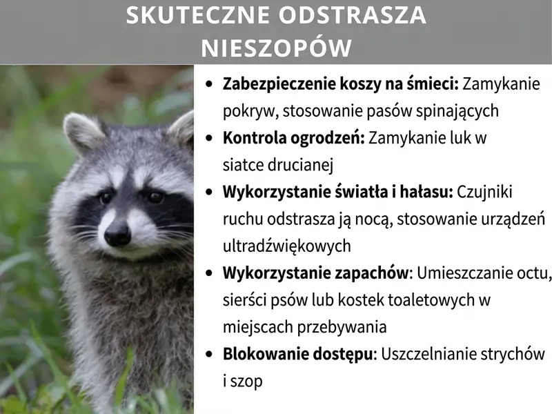 Infografika przedstawiająca sposoby na odstraszanie szopów: zabezpieczenie koszy na śmieci, kontrola ogrodzenia, użycie światła, hałasu i zapachów oraz blokowanie wejść do kryjówek.