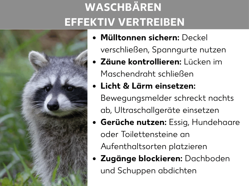 Infografik: Überschrift "Waschbären effektiv vertreiben" auf grauem Balken. Links ein Foto eines Waschbären im Gras, der frontal in die Kamera blickt. Rechts eine Liste mit fünf Tipps: Mülltonnen sichern – Deckel verschließen, Spanngurte nutzen; Zäune kontrollieren – Lücken im Maschendraht schließen; Licht & Lärm einsetzen – Bewegungsmelder schreckt nachts ab, Ultraschallgeräte einsetzen; Gerüche nutzen – Essig, Hundehaare oder Toilettensteine an Aufenthaltsorten platzieren; Zugänge blockieren – Dachboden und Schuppen abdichten.