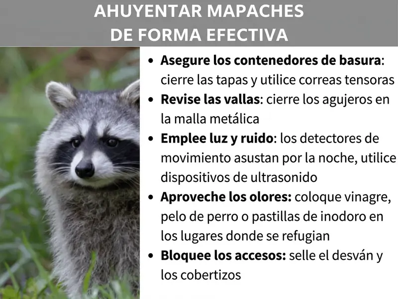Infografía: título «Ahuyentar mapaches de forma eficaz» sobre una franja gris. A la izquierda, una foto de un mapache en la hierba mirando de frente a la cámara. A la derecha, una lista con cinco consejos: asegurar los cubos de basura: cerrar la tapa y usar correas de sujeción; revisar las vallas: tapar huecos en la malla de alambre; usar luz y ruido: instalar detectores de movimiento nocturnos y dispositivos de ultrasonidos; aprovechar los olores: colocar vinagre, pelo de perro o pastillas desodorantes en los lugares frecuentados; bloquear accesos: sellar buhardillas y cobertizos.
