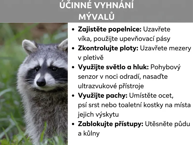 Infografika: Nadpis „Jak účinně vypudit mývaly“ na šedém pruhu. Vlevo fotografie mývala v trávě, který se dívá do kamery. Vpravo seznam pěti tipů: Zabezpečit popelnice – uzavřít víko, použít upínací pásy; Zkontrolovat ploty – uzavřít mezery v pletivu; Využít světlo a hluk – čidlo pohybu odrazí zvířata v noci, použít ultrazvuková zařízení; Využít pachy – rozmístit ocet, psí srst nebo WC blok na místech výskytu; Zablokovat přístupy – utěsnit půdu a kůlny.