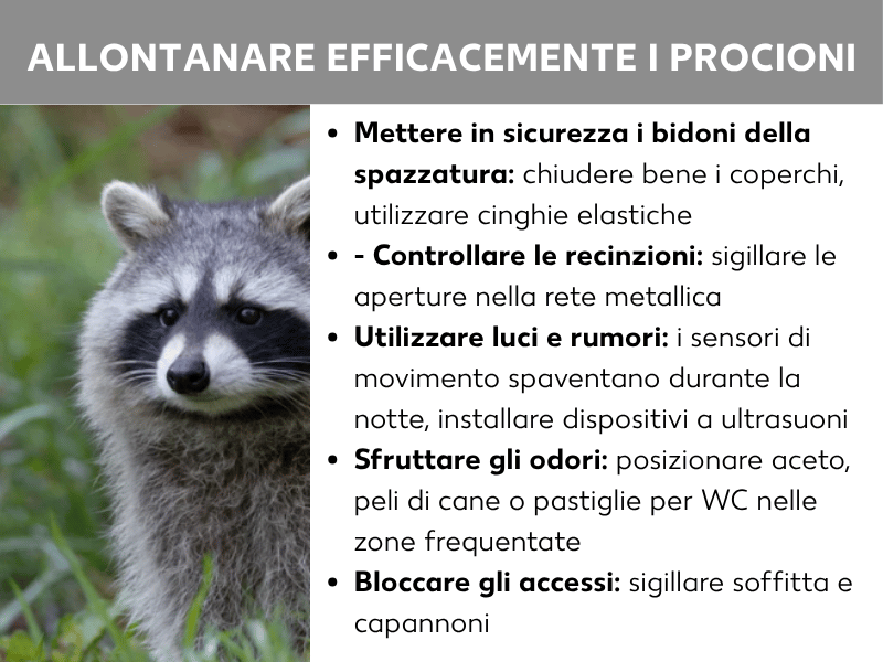 Infografica: titolo „Allontanare i procioni in modo efficace“ su una barra grigia. A sinistra, la foto di un procione nell'erba che guarda dritto verso la fotocamera. A destra, un elenco con cinque consigli: mettere in sicurezza i bidoni della spazzatura – chiudere il coperchio e usare cinghie di fissaggio; controllare le recinzioni – chiudere le aperture nella rete metallica; usare luce e rumore – i sensori di movimento spaventano gli animali di notte, utilizzare dispositivi a ultrasuoni; sfruttare gli odori – posizionare aceto, peli di cane o tavolette igienizzanti nei punti frequentati; bloccare gli accessi – sigillare sottotetto e capanni.