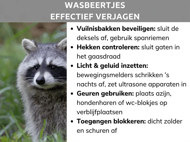 Infographic: Titel "Wasberen effectief verjagen" op een grijze balk. Links een foto van een wasbeer in het gras die recht in de camera kijkt. Rechts een lijst met vijf tips: Vuilnisbakken beveiligen – deksel sluiten, spanbanden gebruiken; Hekken controleren – gaten in het gaas dichten; Licht & geluid inzetten – bewegingsmelder schrikt 's nachts af, ultrasoonapparaten gebruiken; Geuren gebruiken – azijn, hondenharen of toiletblokjes bij verblijfplaatsen plaatsen; Toegangen blokkeren – zolder en schuur afdichten.