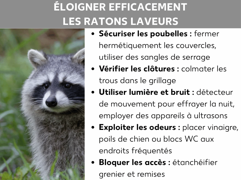 Infographie : Titre « Éloigner efficacement les ratons laveurs » sur un bandeau gris. À gauche, photo d'un raton laveur dans l'herbe, face à l'objectif. À droite, une liste de cinq conseils : sécuriser les poubelles – fermer les couvercles, utiliser des sangles ; contrôler les clôtures – boucher les ouvertures dans le grillage ; utiliser la lumière et le bruit – détecteur de mouvement la nuit, appareil à ultrasons ; exploiter les odeurs – placer du vinaigre, des poils de chien ou des blocs WC aux endroits fréquentés ; bloquer les accès – colmater les combles et les abris de jardin.