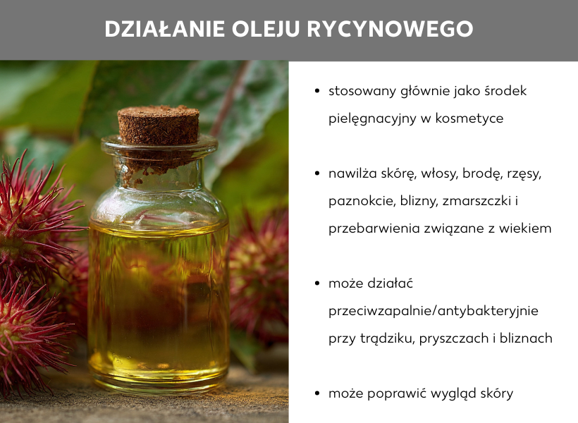 Infografika przedstawiająca zalety oleju rycynowego ze zdjęciem butelki oleju i pąków rącznika pospolitego po lewej stronie. Tekst po prawej stronie: Środek pielęgnacyjny w kosmetyce; nawilża skórę, włosy, brodę, rzęsy, paznokcie, blizny, zmarszczki i plamy starcze; może działać przeciwzapalnie w przypadku trądziku i pryszczy; poprawia wygląd skóry w przypadku niedoskonałości.