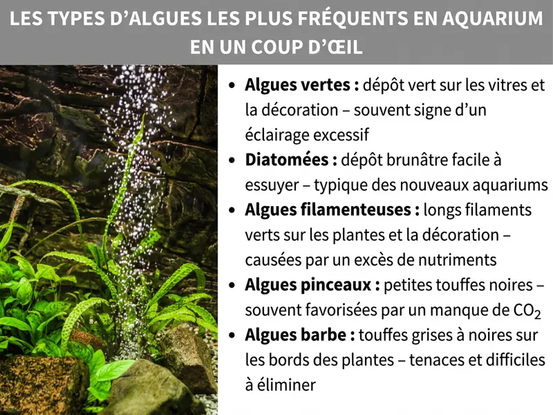 Infographie : Les espèces d'algues les plus courantes dans l'aquarium en un coup d'œil. À gauche, une photo d'un aquarium planté avec des bulles d'air et des plantes aquatiques vertes sur des pierres. À droite, une liste de cinq types d'algues : 1. Algues vertes : dépôt vert sur les vitres et les décorations – souvent un signe d'excès de lumière. 2. Algues brunes (diatomées) : dépôt brunâtre qui s'essuie facilement – typique des aquariums récents. 3. Algues filamenteuses : longs filaments verts sur les plantes et les décorations – apparaissent en cas d'excès de nutriments. 4. Algues pinceaux : petites touffes noires – souvent favorisées par un manque de CO₂. 5. Algues barbe : touffes grises à noires sur les bords des feuilles – tenaces et difficiles à éliminer.