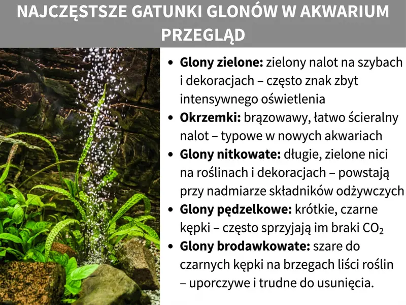 Infografika przedstawiająca najczęstsze rodzaje glonów w akwarium: glony zielone (nalot), okrzemki (brunatny nalot), glony nitkowate (długie nici), glony pędzelkowe (czarne kępki) i krasnorosty (szare kępki).